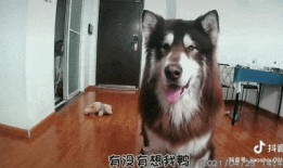 阿拉斯加最新爆料,最新爆料揭示不为人知的真相