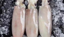 冰鲜大鱿鱼爆料视频大全,揭秘视频大全背后的秘密与美味
