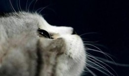 娱乐吃瓜猫张一张,揭秘娱乐圈背后的那些事儿